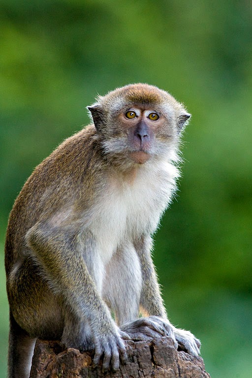 moneky 10