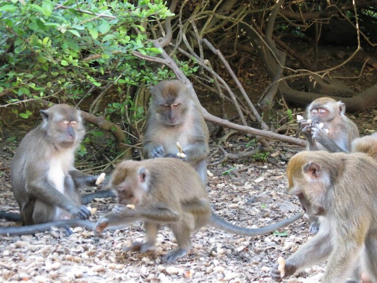 moneky 11 768x576