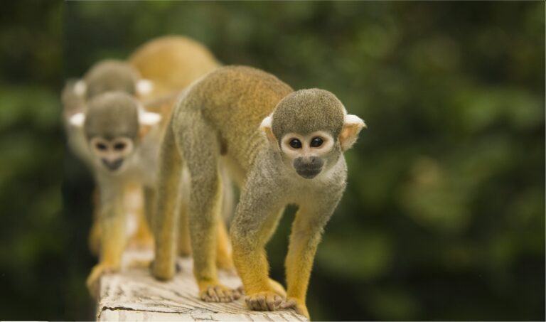 monkey joes 1 768x453