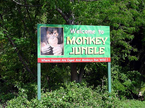 monkey jungle