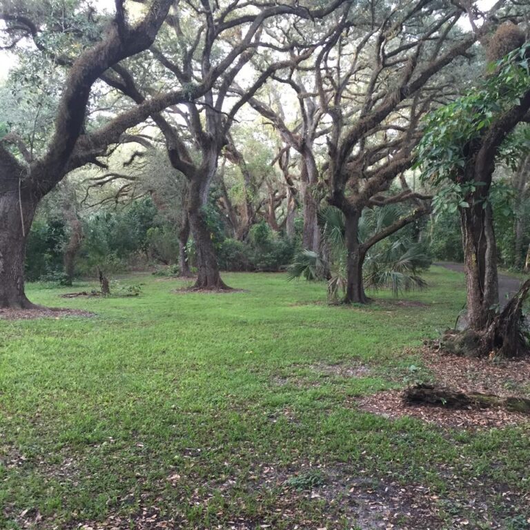 tree tops park 768x768